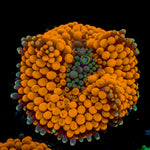 Orange FL Ricordea Mushroom Coral with mushroom disc in reef aquarium
