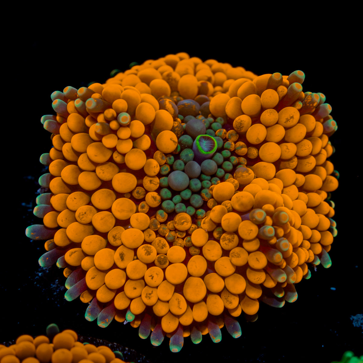 Orange FL Ricordea Mushroom Coral with mushroom disc in reef aquarium