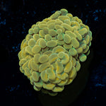 Golden Hammer Coral with branching fleshy heads in reef aquarium