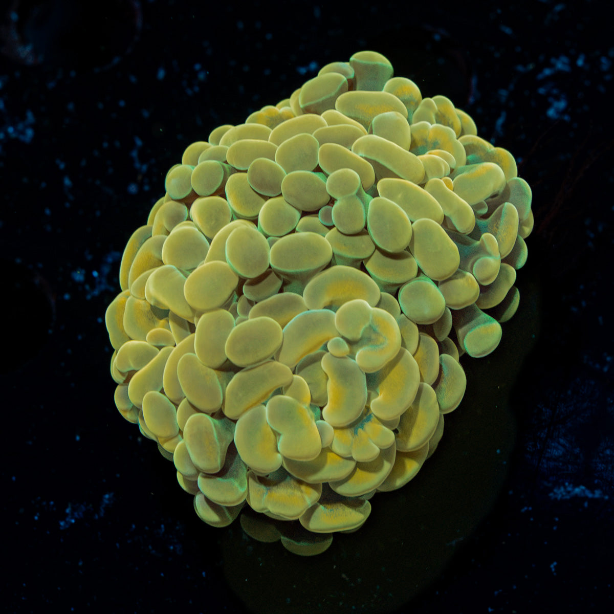 Golden Hammer Coral with branching fleshy heads in reef aquarium