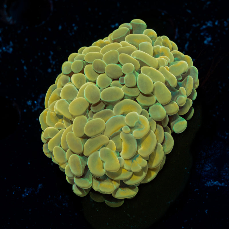 Golden Hammer Coral with branching fleshy heads in reef aquarium
