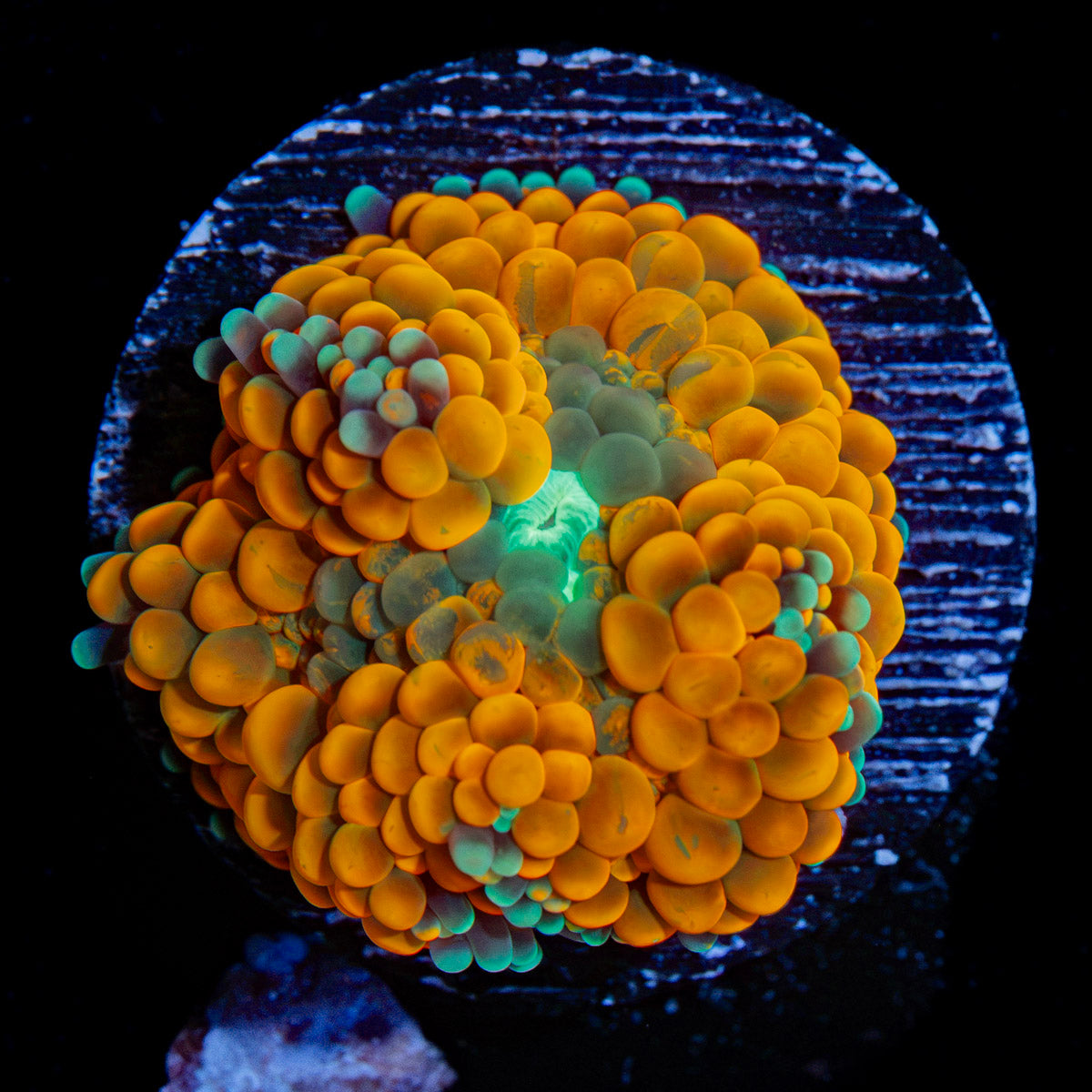 Orange Ricordea Mushroom Coral with mushroom disc in reef aquarium