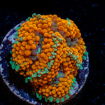 Orange Ricordea Mushroom Coral with mushroom disc in reef aquarium