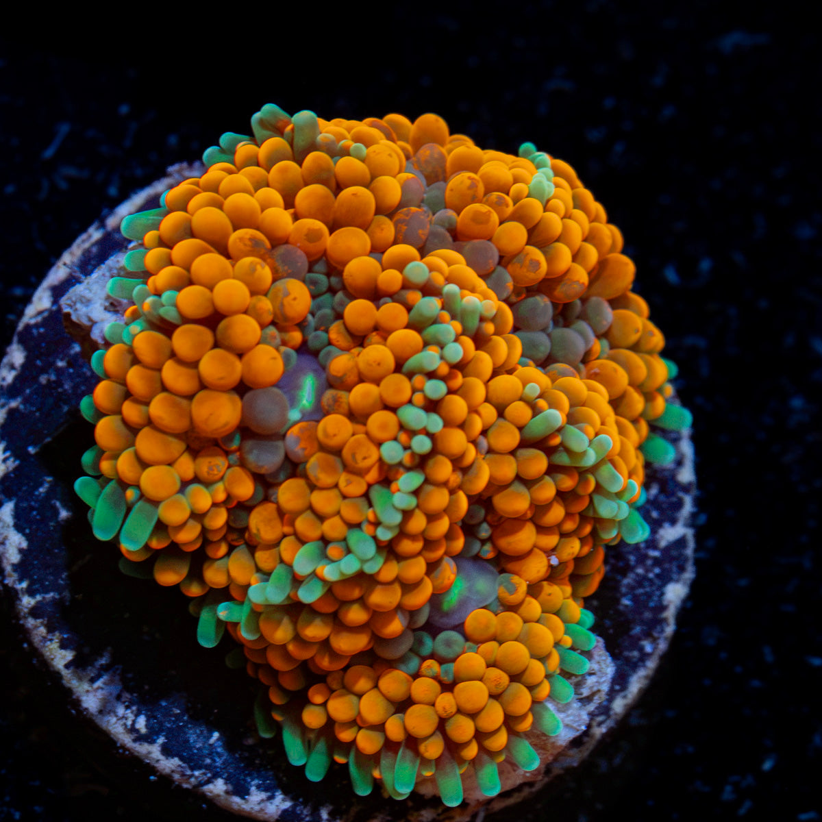Orange Ricordea Mushroom Coral with mushroom disc in reef aquarium