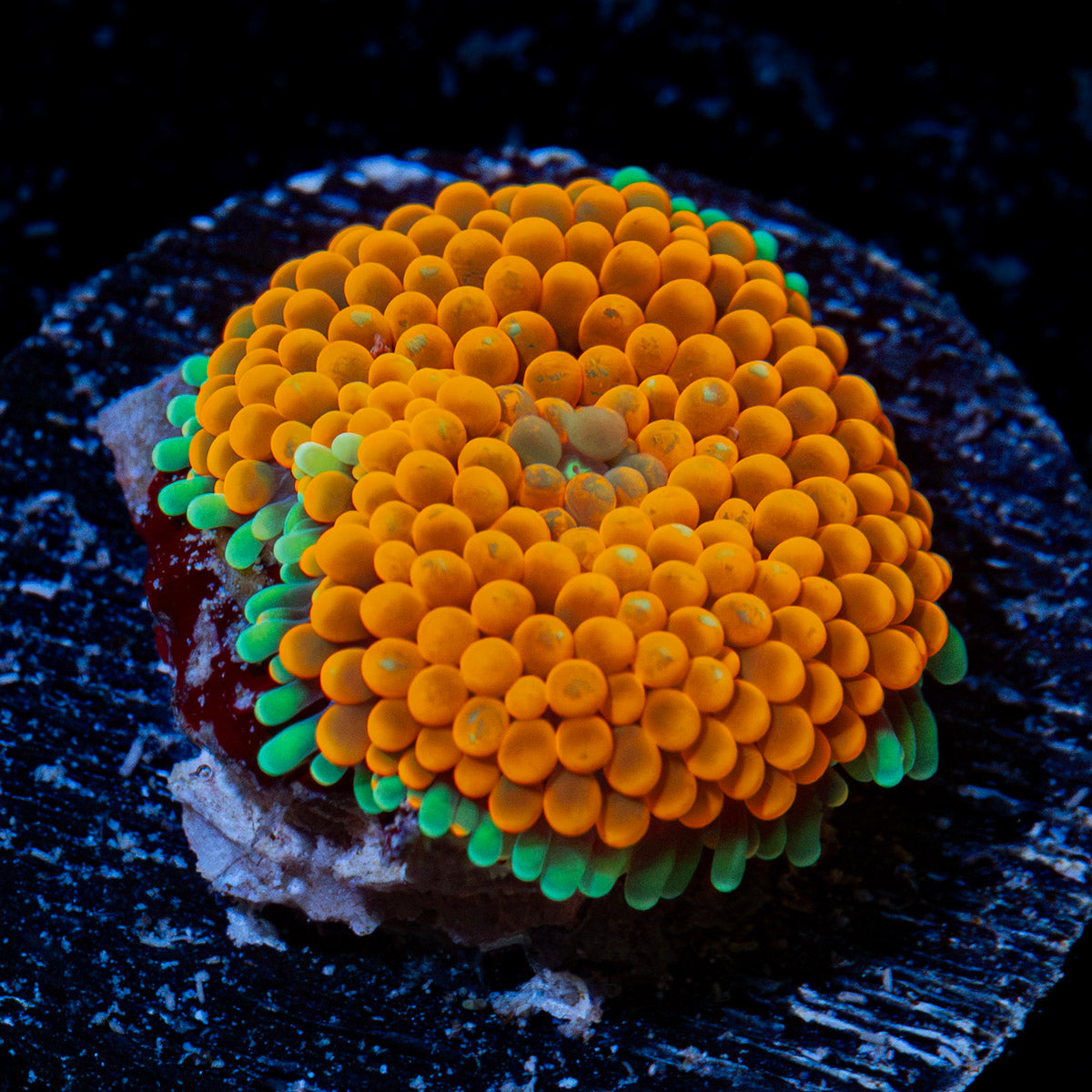 Orange Ricordea Mushroom Coral with mushroom disc in reef aquarium