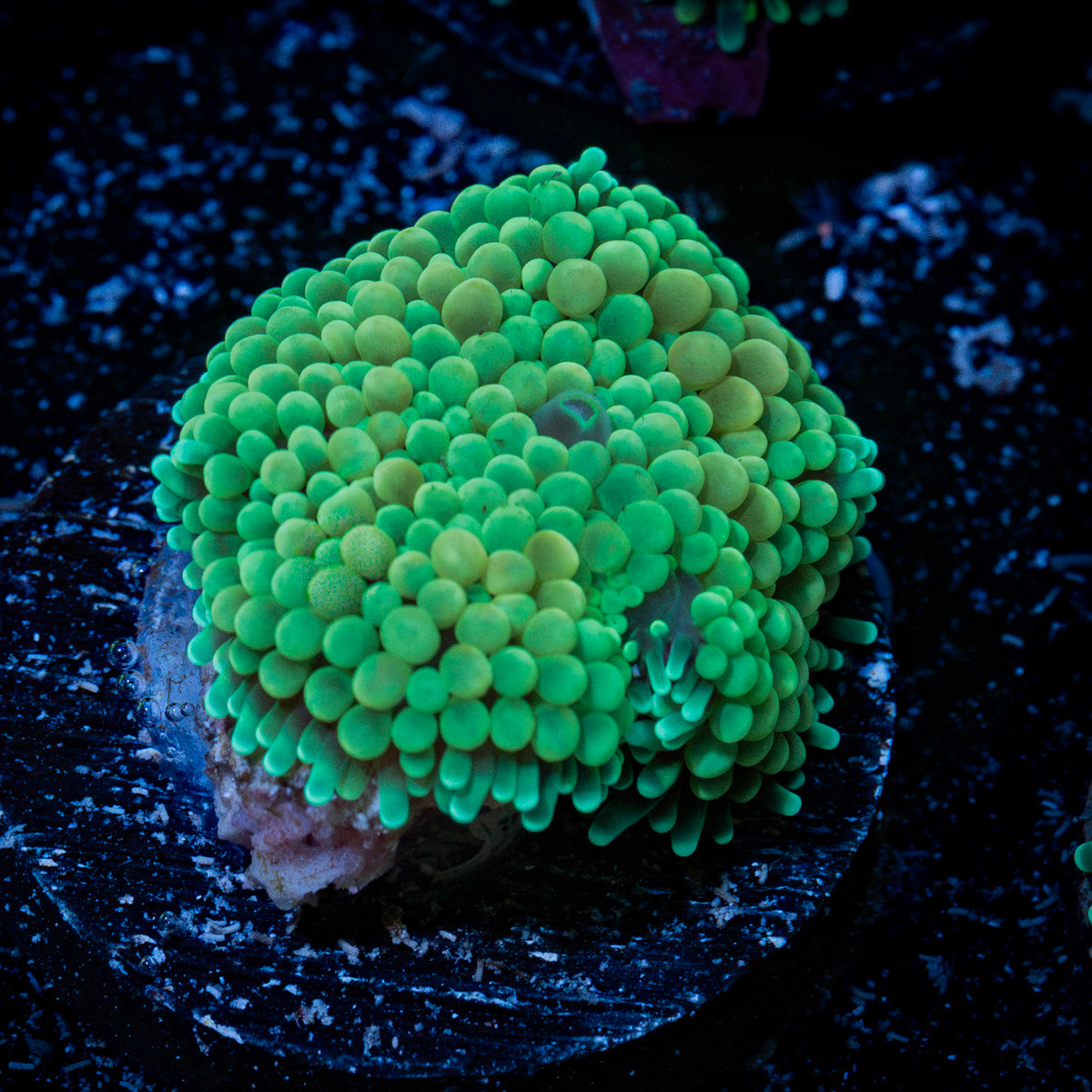 Green Ricordea Mushroom Coral with mushroom disc in reef aquarium