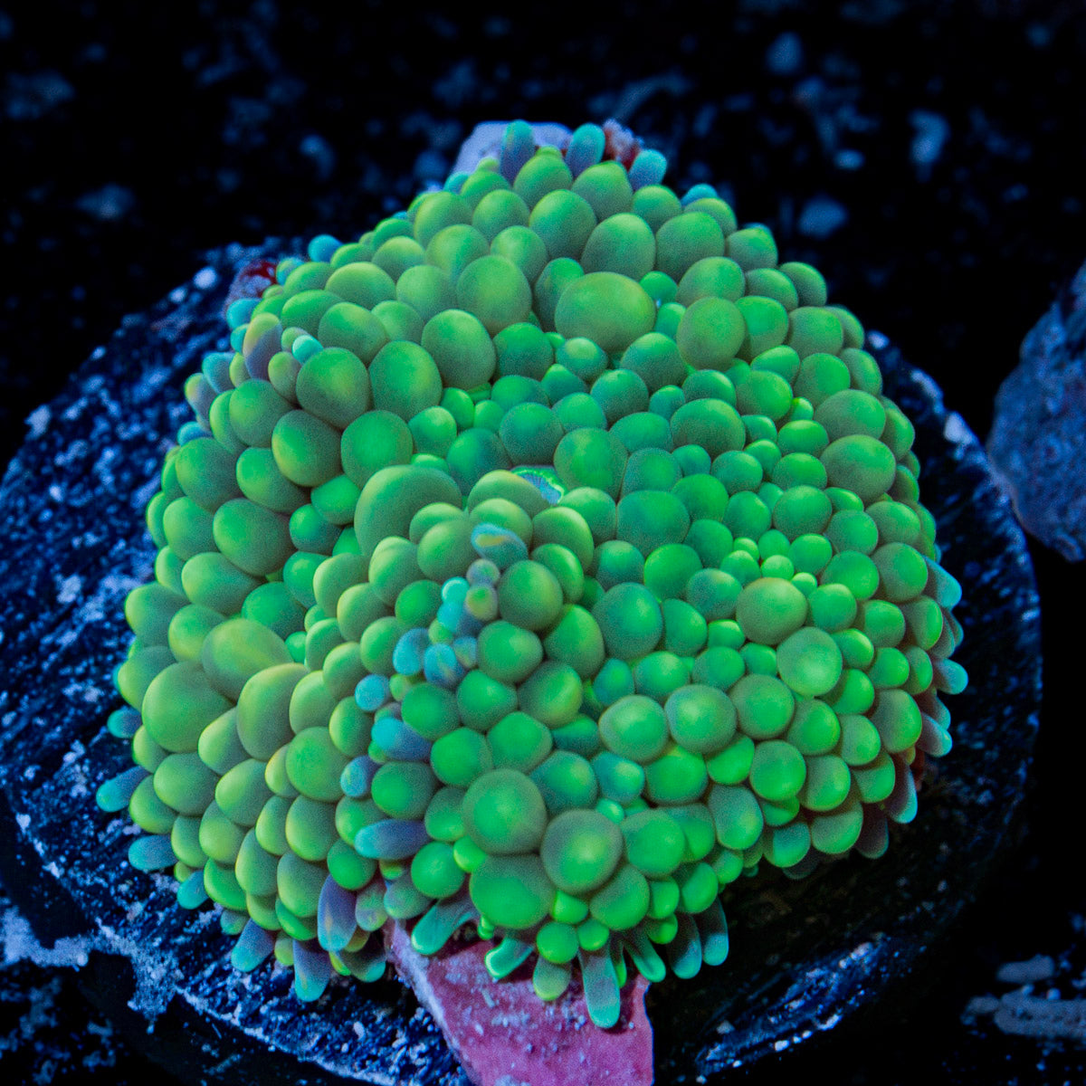 Green Ricordea Mushroom Coral with mushroom disc in reef aquarium
