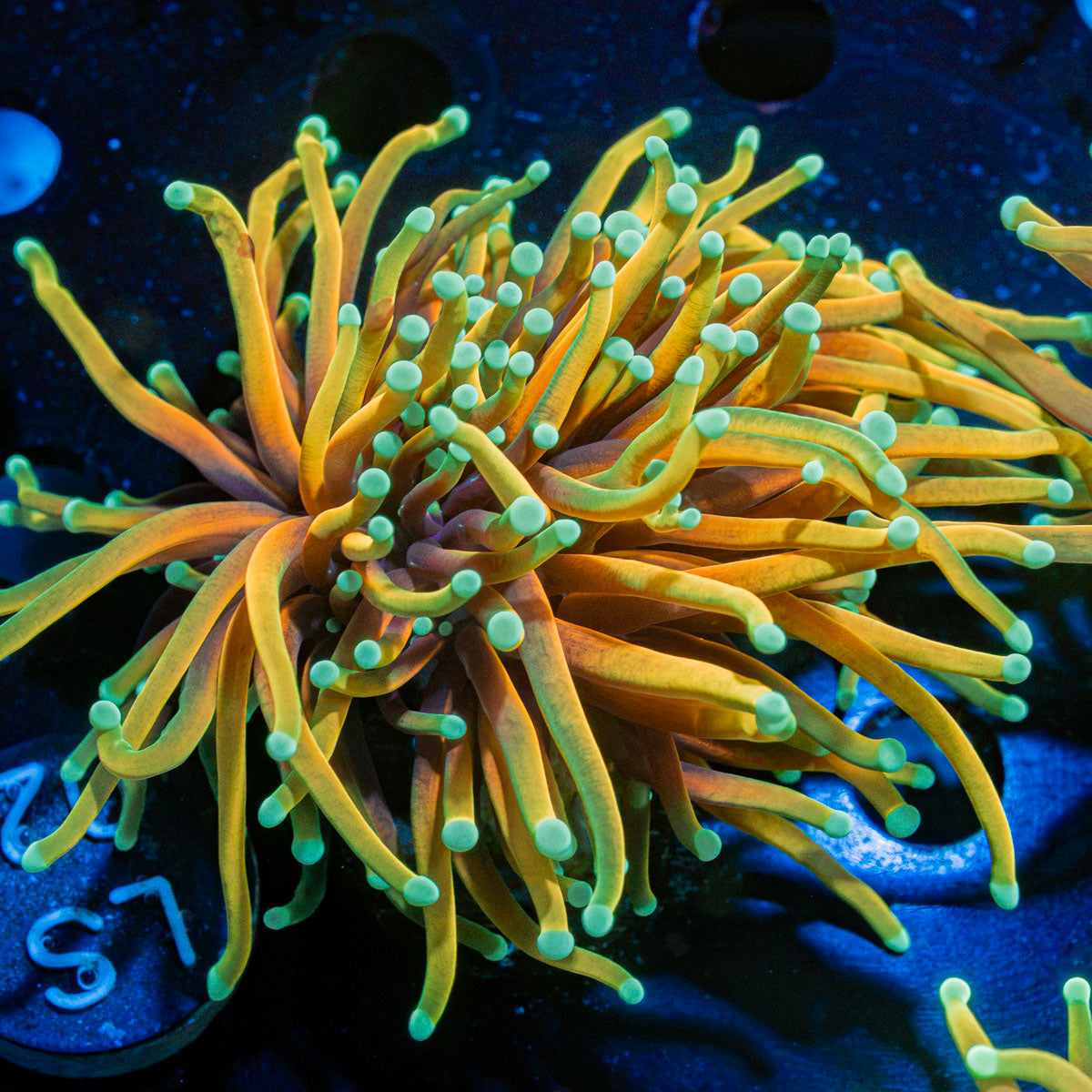 Inferno Torch Euphyllia Coral with flowing tentacles in reef aquarium