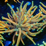 Inferno Torch Euphyllia Coral with flowing tentacles in reef aquarium