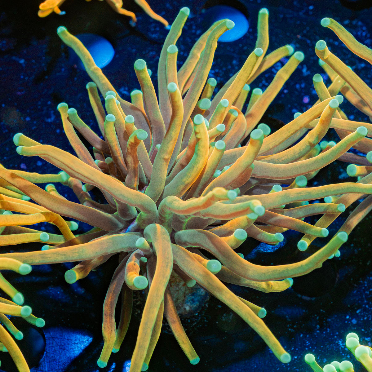 Inferno Torch Euphyllia Coral with flowing tentacles in reef aquarium
