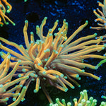 Inferno Torch Euphyllia Coral with flowing tentacles in reef aquarium