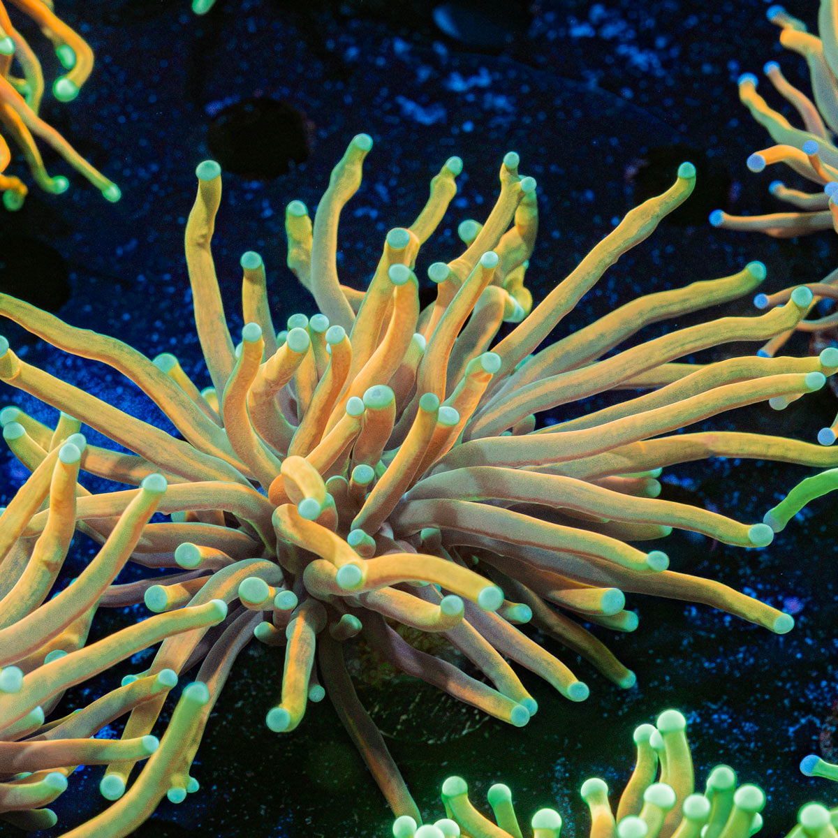 Inferno Torch Euphyllia Coral with flowing tentacles in reef aquarium