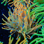 Sun Drop Torch Euphyllia Coral with flowing tentacles in reef aquarium