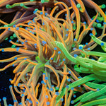 Sun Drop Torch Euphyllia Coral with flowing tentacles in reef aquarium