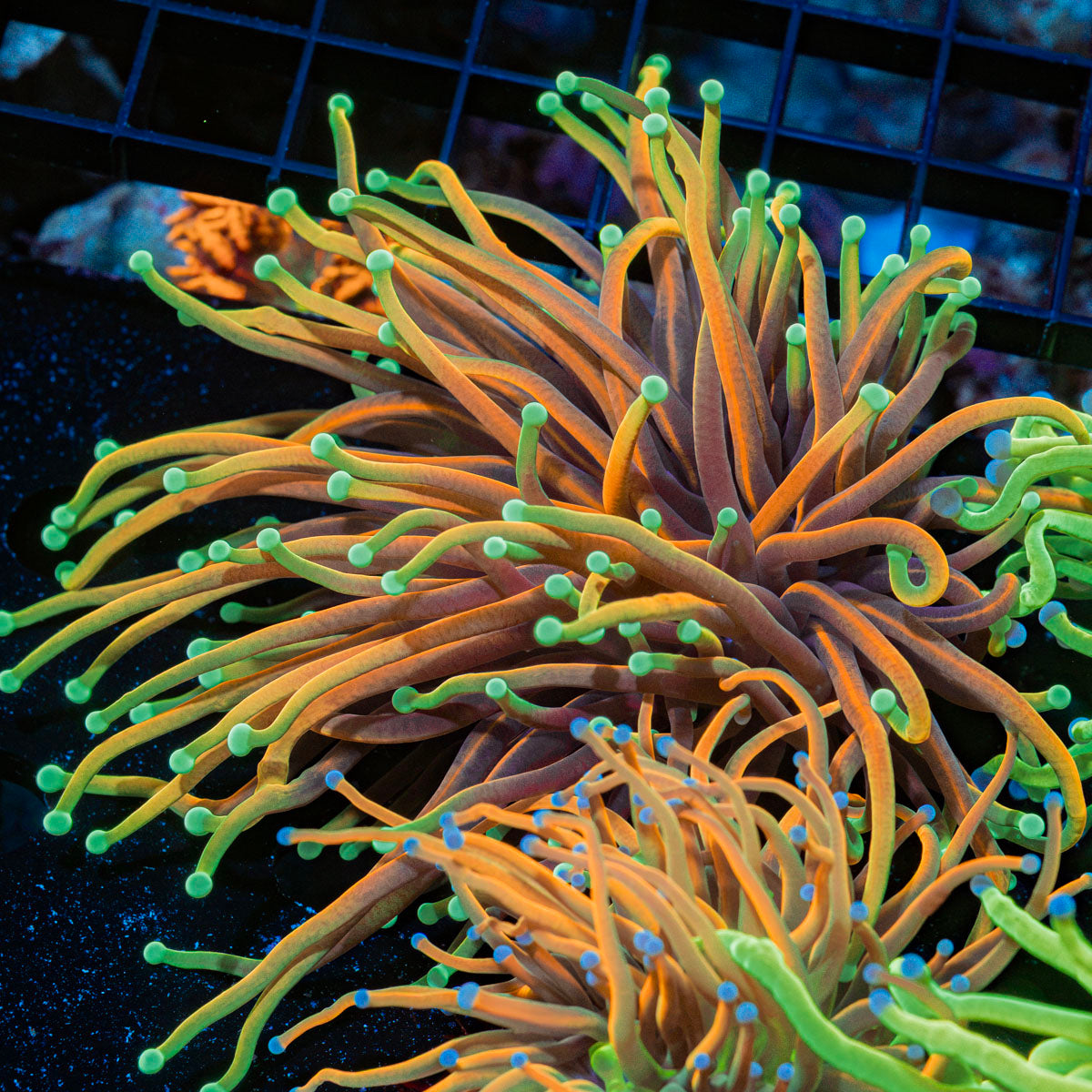 Inferno Torch Euphyllia Coral with flowing tentacles in reef aquarium