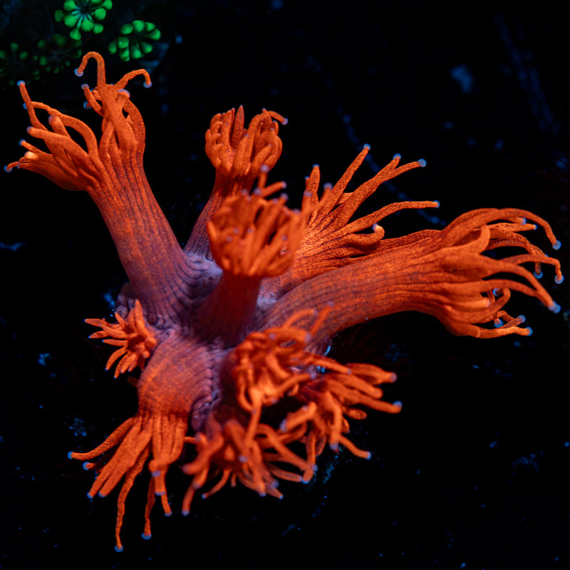 Red Bull Goniopora Coral with flower-like polyps in reef aquarium