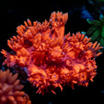 Red Bull Goniopora Coral with flower-like polyps in reef aquarium