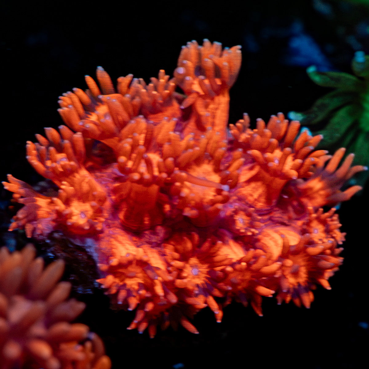 Red Bull Goniopora Coral with flower-like polyps in reef aquarium