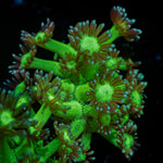 Bubble Toes Goniopora Coral with flower-like polyps in reef aquarium