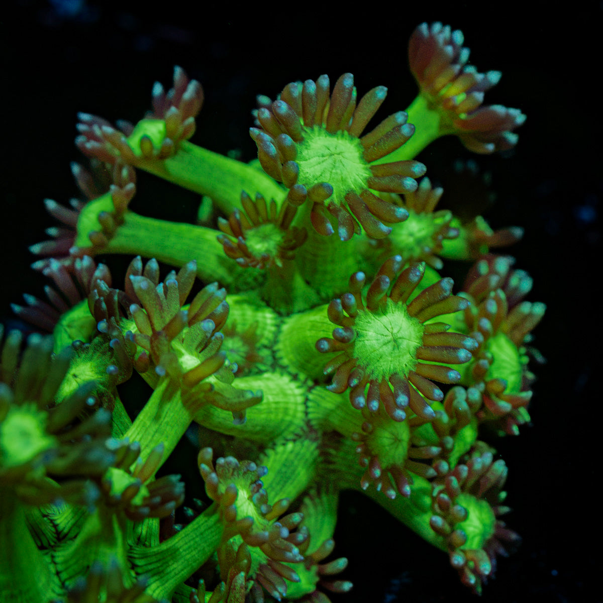 Bubble Toes Goniopora Coral with flower-like polyps in reef aquarium