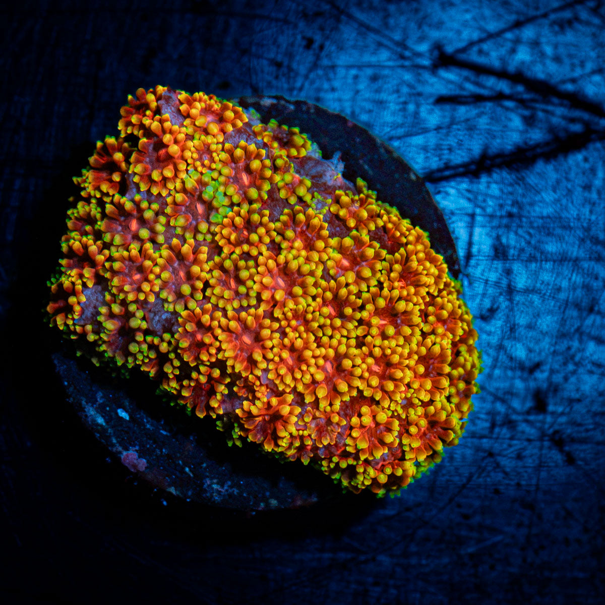 Rainbow Bernardpora Coral with flower-like polyps in reef aquarium