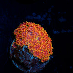 Rainbow Bernardpora Coral with flower-like polyps in reef aquarium