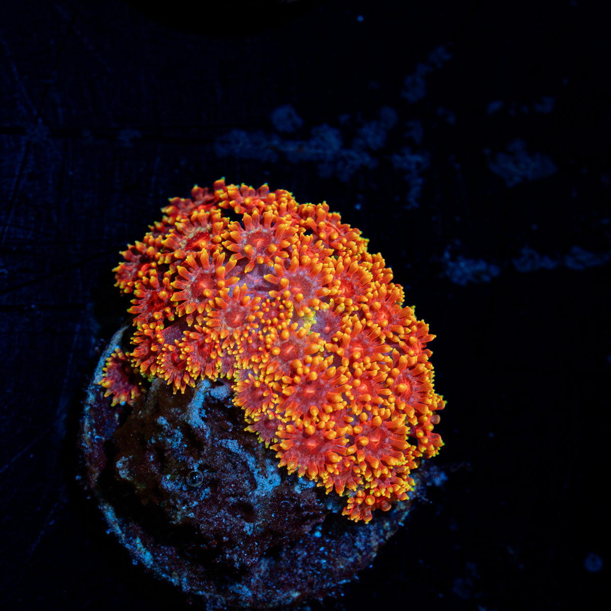 Rainbow Bernardpora Coral with flower-like polyps in reef aquarium