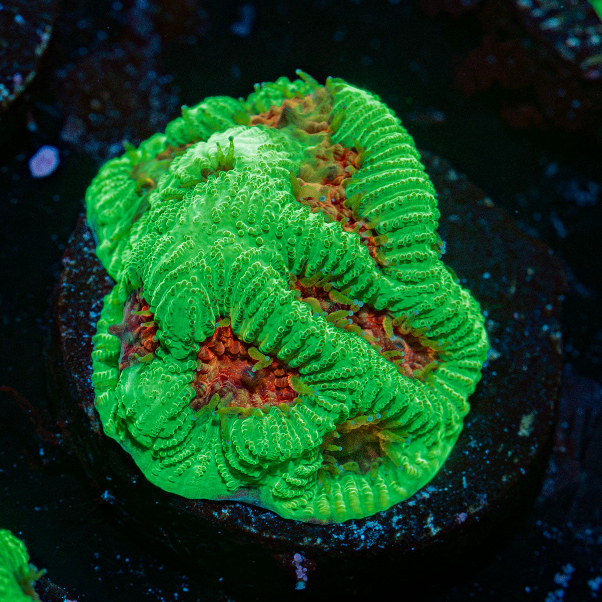 Poison Dart Frog Favia Coral with encrusting growth in reef aquarium