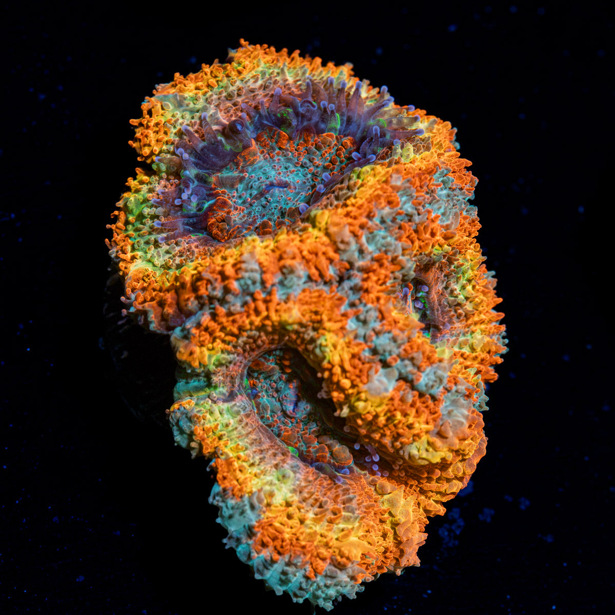 Sunrise Rainbow Acan Coral with fleshy polyps in reef aquarium