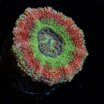 Viper Strike Asian Acan Coral with fleshy polyps in reef aquarium