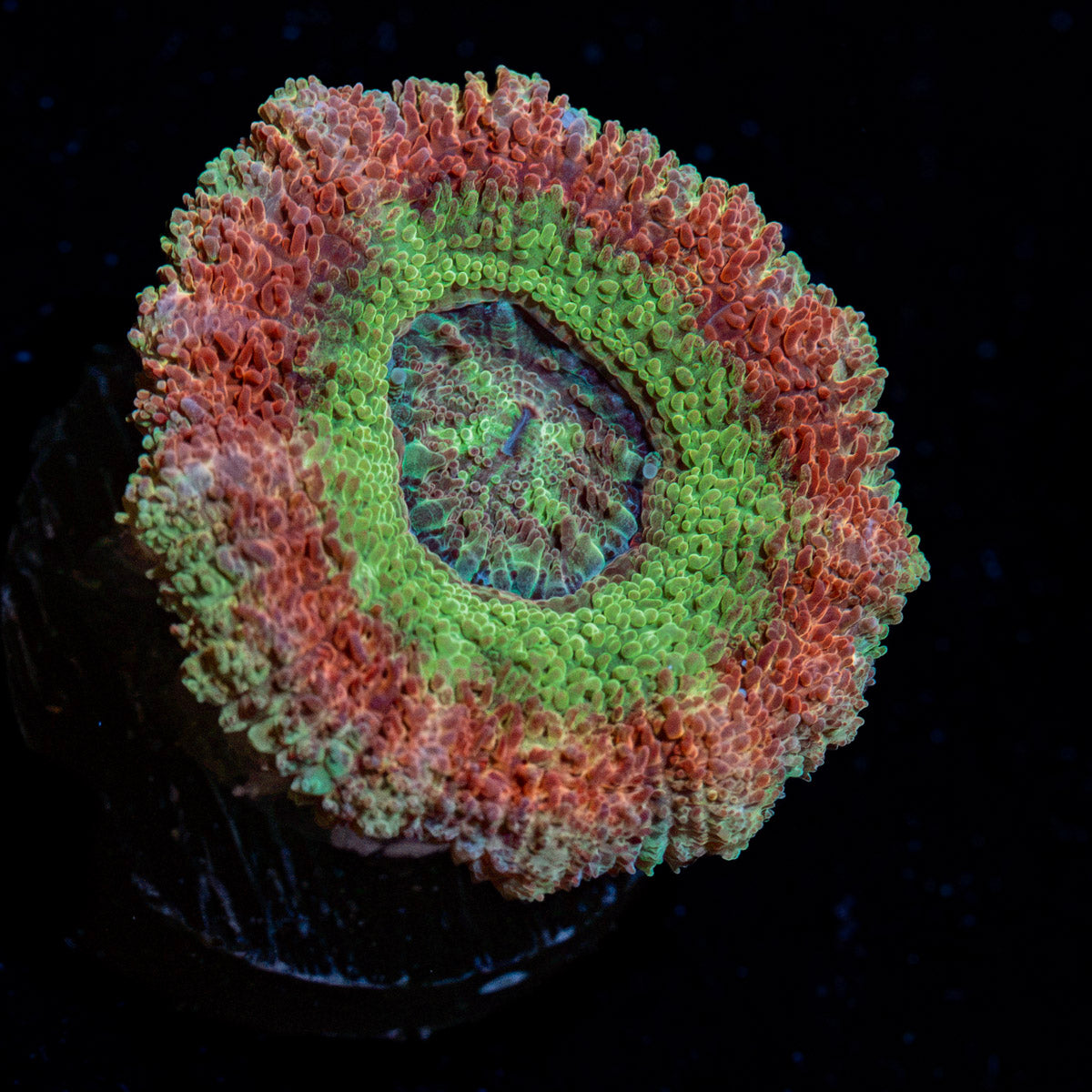 Viper Strike Asian Acan Coral with fleshy polyps in reef aquarium