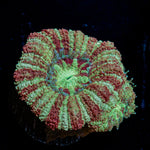 Koola Eye Asian Acan Coral with fleshy polyps in reef aquarium