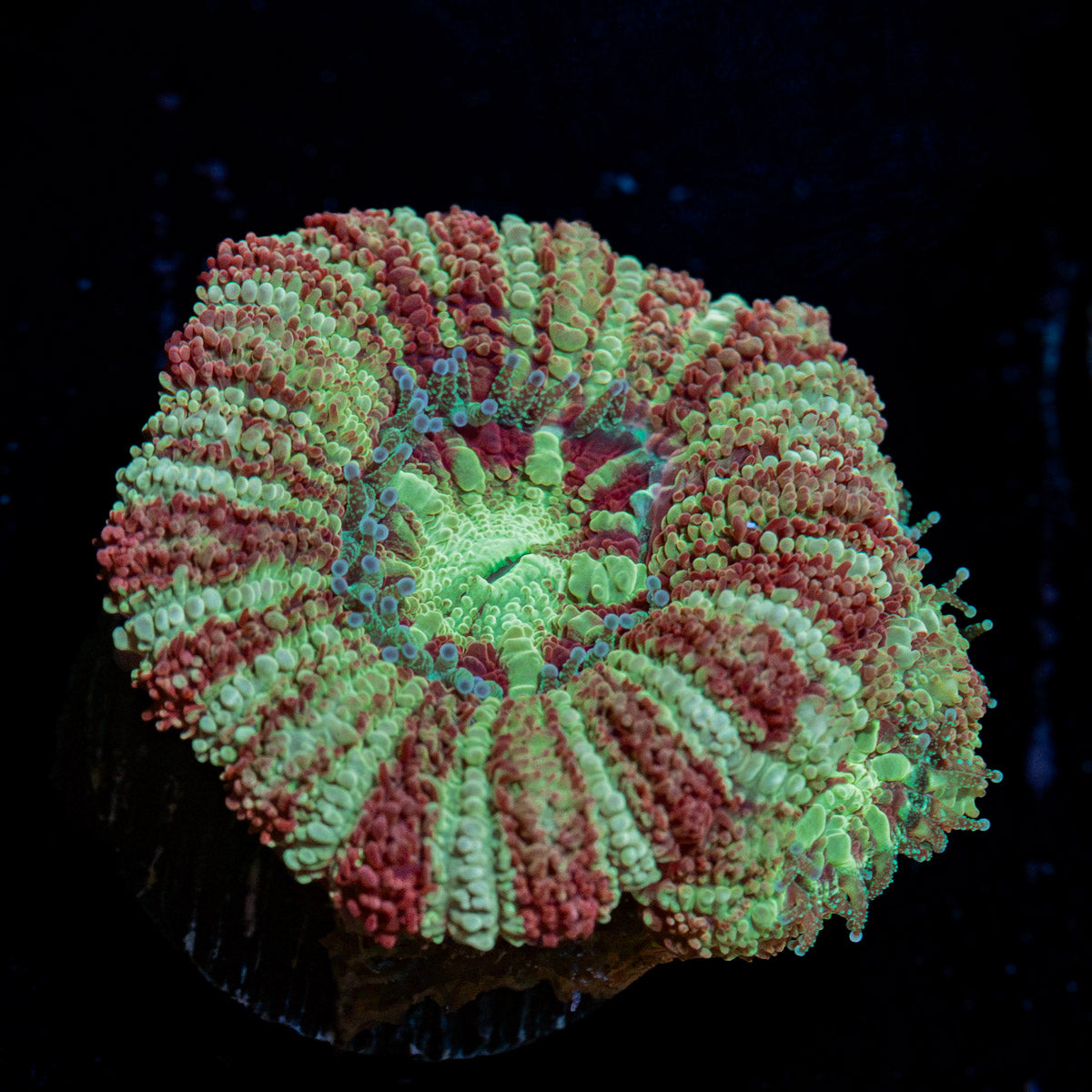 Koola Eye Asian Acan Coral with fleshy polyps in reef aquarium
