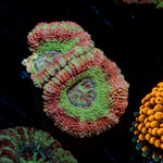 Hulk Smash Asian acan coral with fleshy polyps in reef aquarium