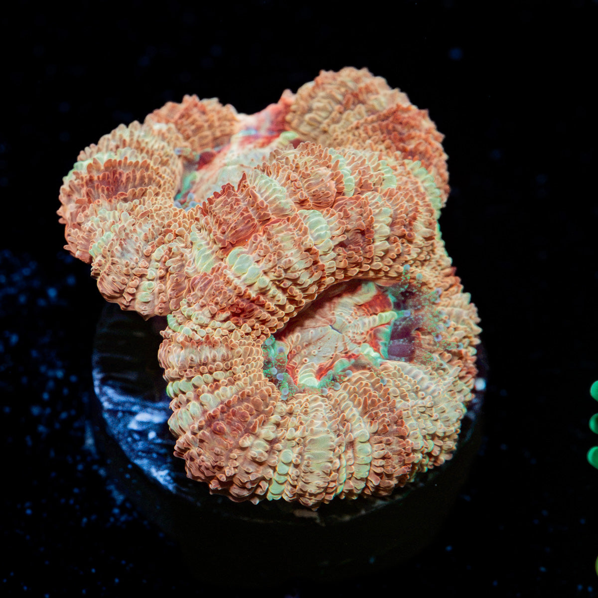 Golden Basket Asian Acan Coral with fleshy polyps in reef aquarium