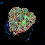 Viper Strike Asian Acan Coral with fleshy polyps in reef aquarium