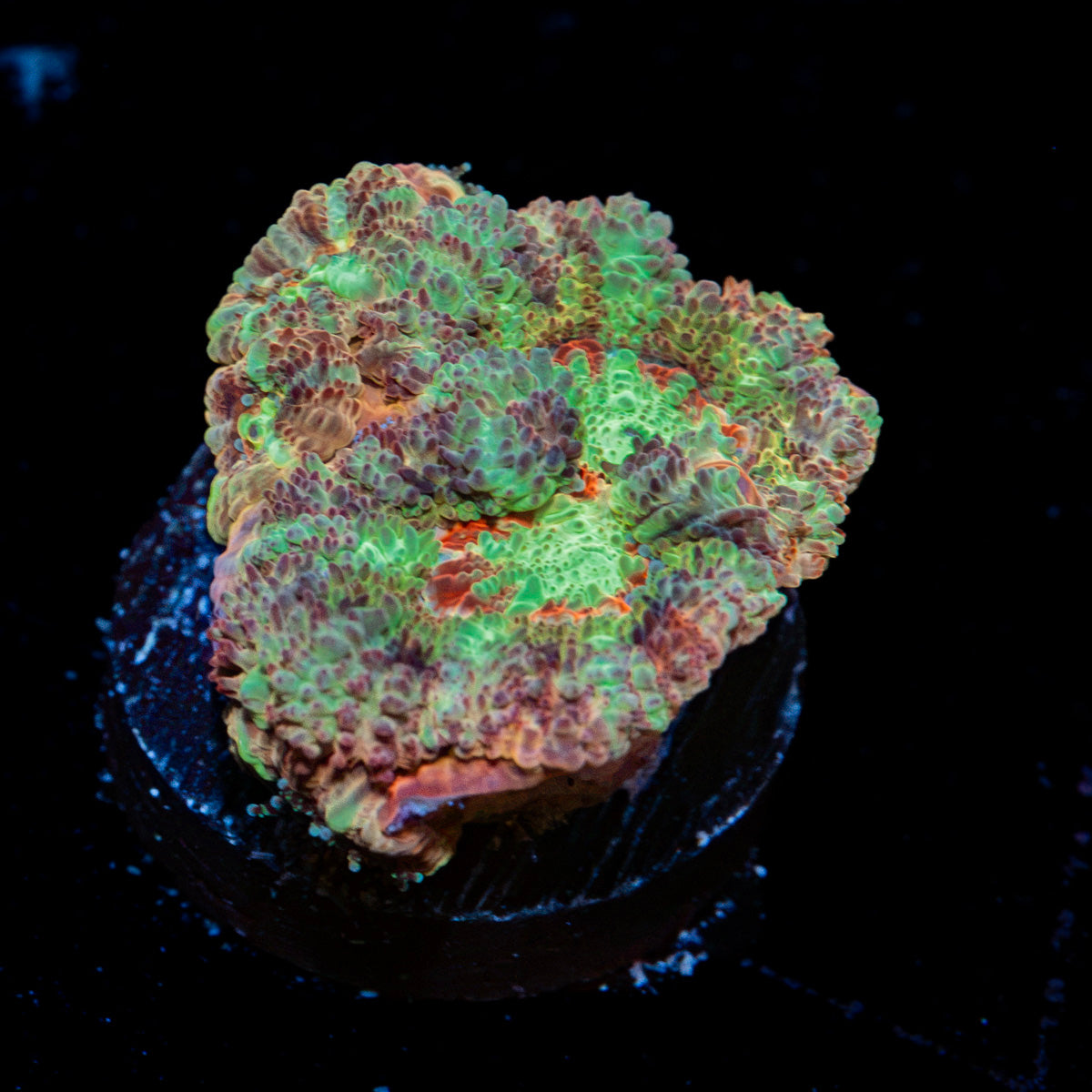 Viper Strike Asian Acan Coral with fleshy polyps in reef aquarium
