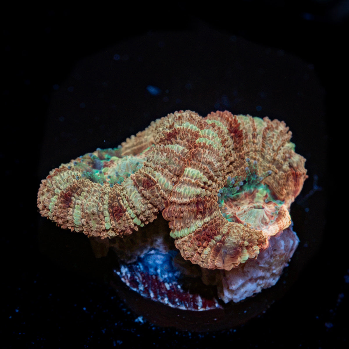 Golden Basket Asian Acan Coral with fleshy polyps in reef aquarium