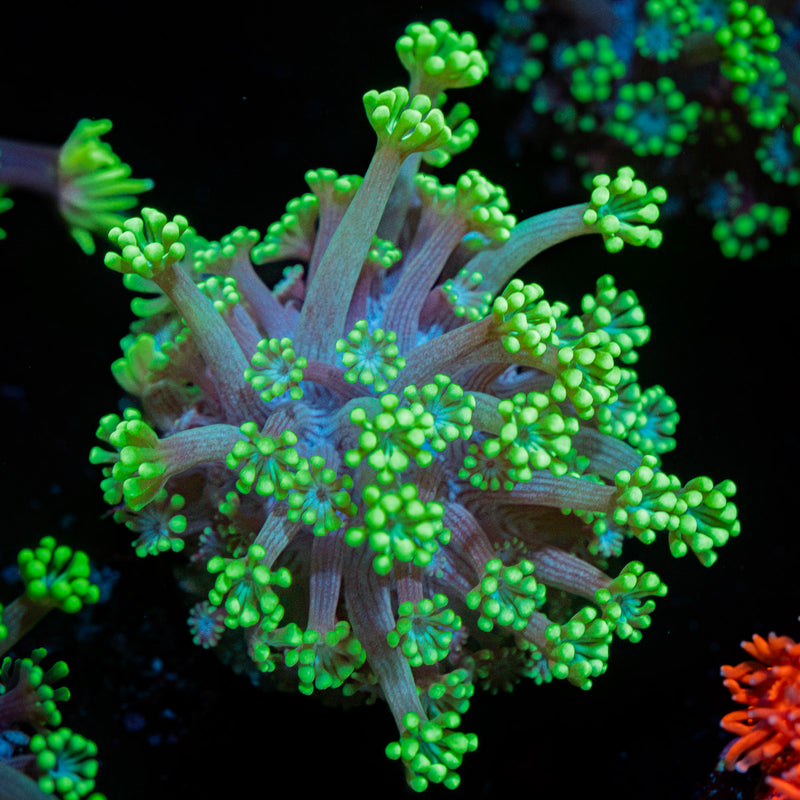 Oddish Goniopora Coral with flower-like polyps in reef aquarium
