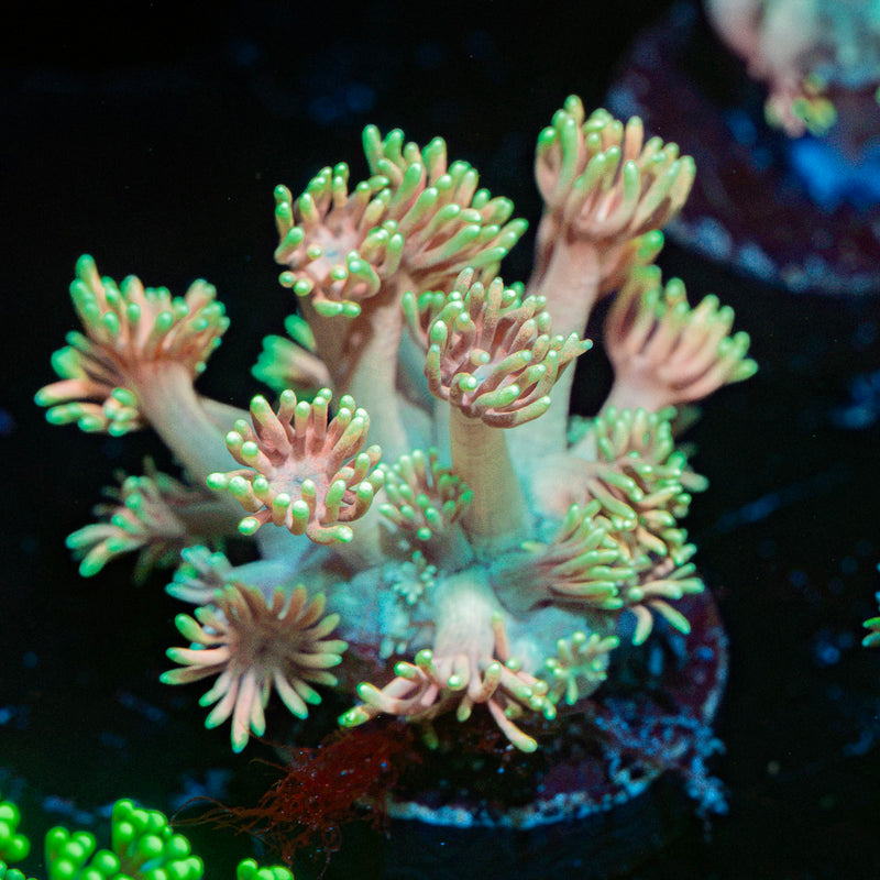 Juice Fruit Goniopora coral with flower-like polyps in reef aquarium