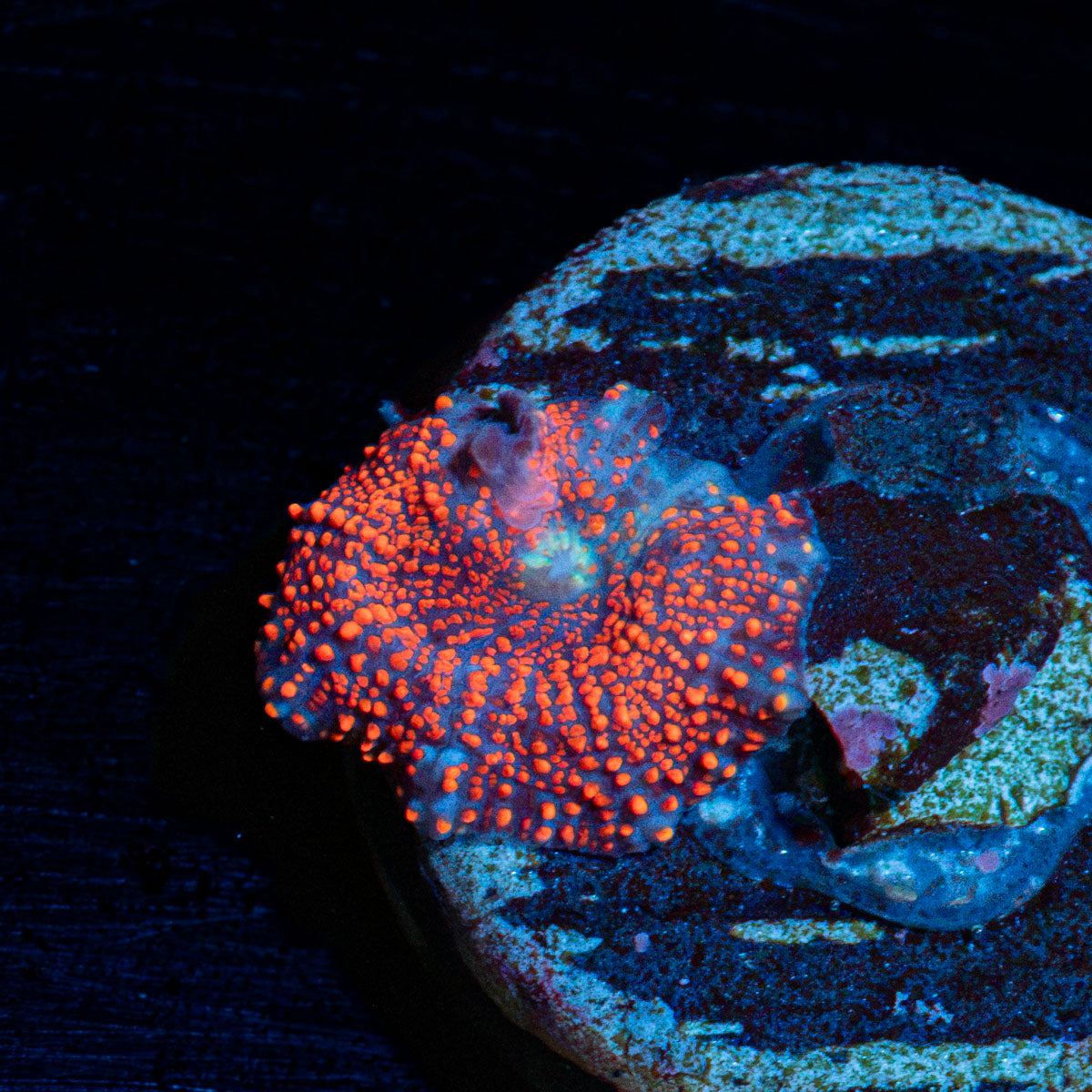 New York Cheesecake Mushroom Coral with mushroom disc in reef aquarium