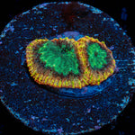Yellow Submarine Favia Coral with encrusting growth in reef aquarium