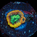 Yellow Submarine Favia Coral with encrusting growth in reef aquarium
