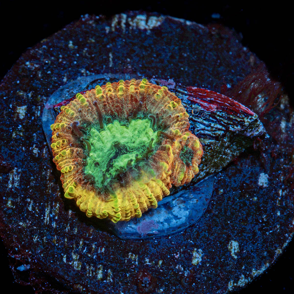 Yellow Submarine Favia Coral with encrusting growth in reef aquarium