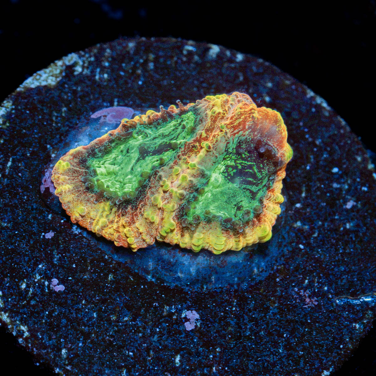 Yellow Submarine Favia Coral with encrusting growth in reef aquarium