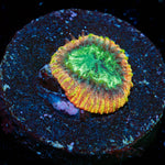 Yellow Submarine Favia Coral with encrusting growth in reef aquarium