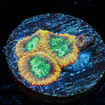 Yellow Submarine Favia Coral with encrusting growth in reef aquarium