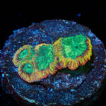 Yellow Submarine Favia Coral with encrusting growth in reef aquarium
