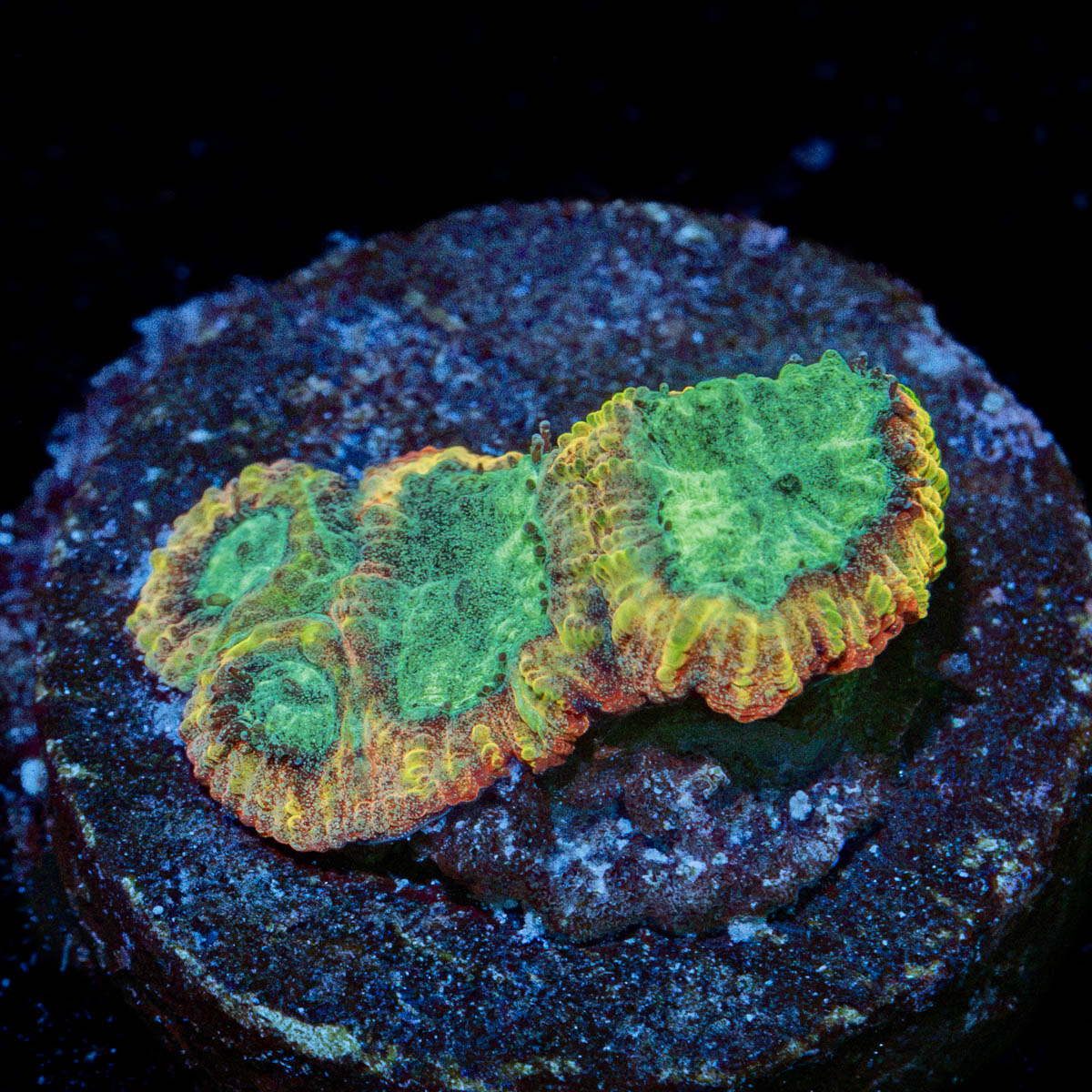 Yellow Submarine Favia Coral with encrusting growth in reef aquarium