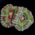 Pirate Hunter Asian Acan Coral with fleshy polyps in reef aquarium